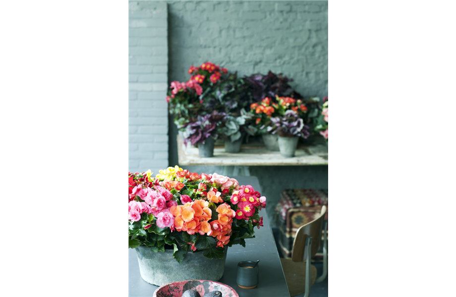 Pflanze des Monats April 2026: Begonie