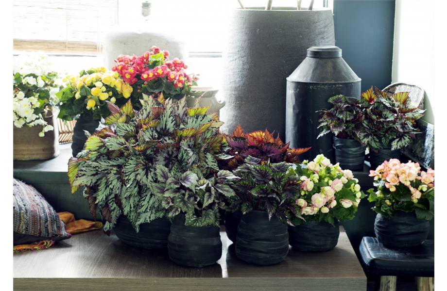 Pflanze des Monats April 2026: Begonie