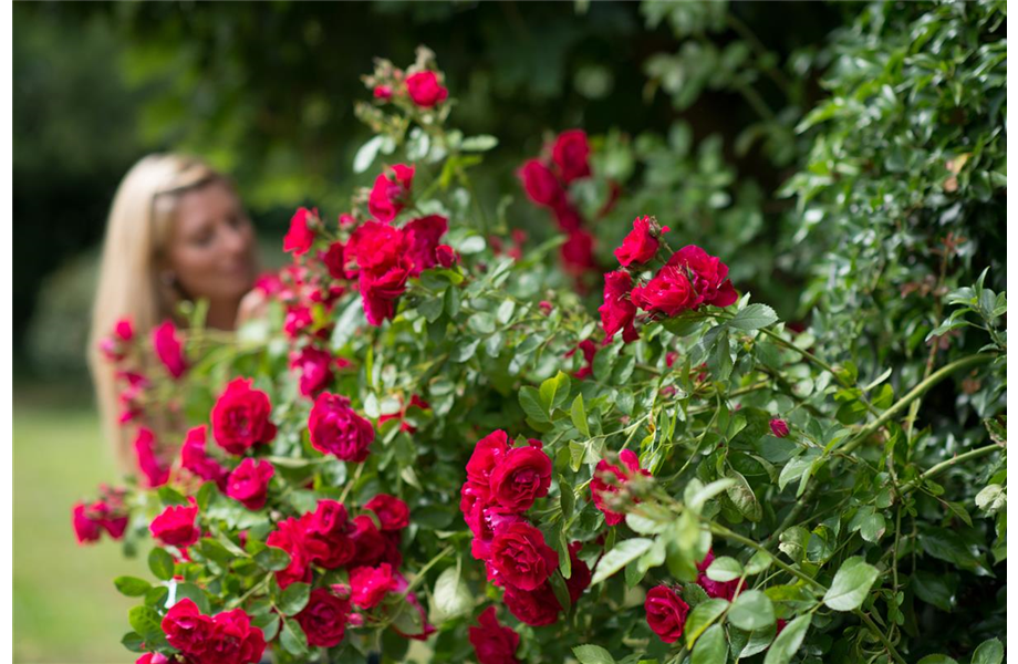 Insektenfreundliche Rosen und ihre Begleiter