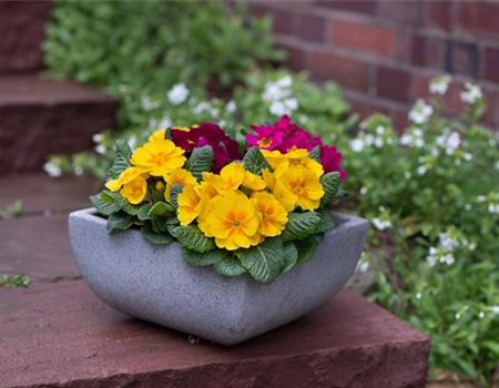 Gartentipps im Februar