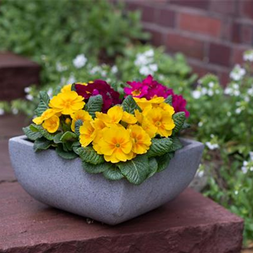 Gartentipps im Februar