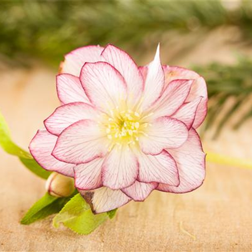 Herzensgrüße mit Helleborus