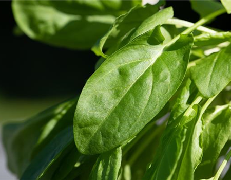 Da hast du den Spinat!