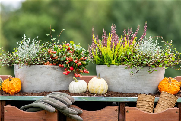 Herbstliche Farbspiele...
